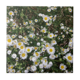 White Wildblommor Kakelplatta