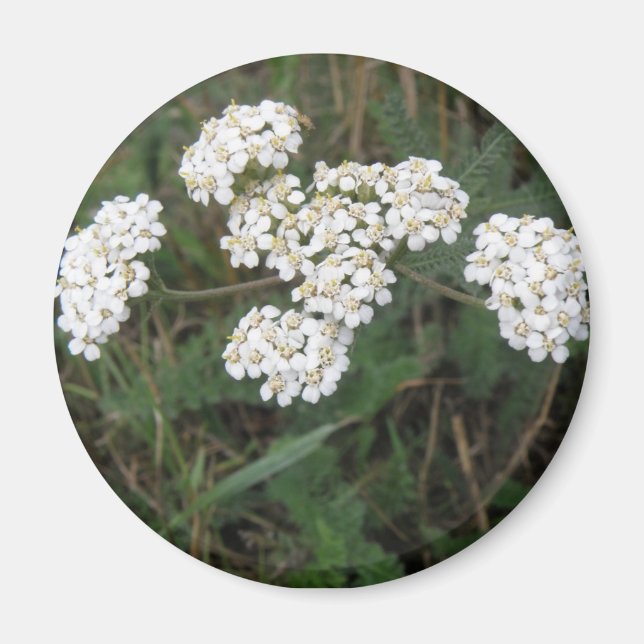 White Wildblommor Magnet (Framsidan)