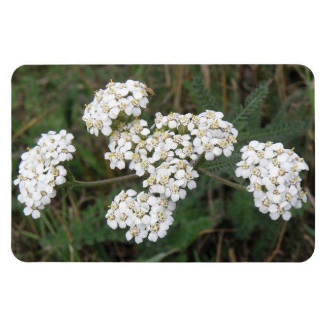 White Wildblommor Premium Magnet (Horisontell)