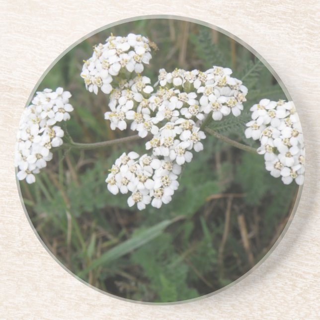 White Wildblommor Underläggs Underlägg Sandsten (Framsidan)