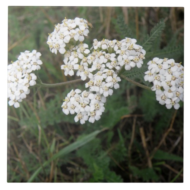 White WildblomTile Kakelplatta (Framsidan)