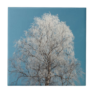 White Willow Träd mot Clouless Blå himmel Kakelplatta
