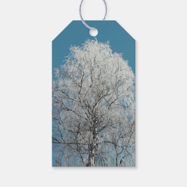 White Willow Träd mot Clouless Blå himmel Presentetikett (Framsidan)