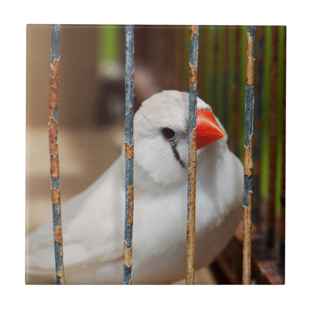 White Zebra Finch Bird in Cage Kakelplatta (Framsidan)