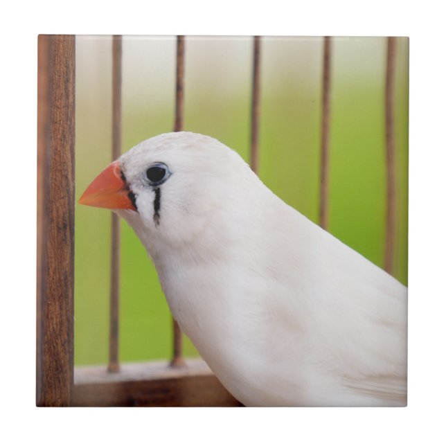 White Zebra Finch Bird in Cage Kakelplatta (Framsidan)
