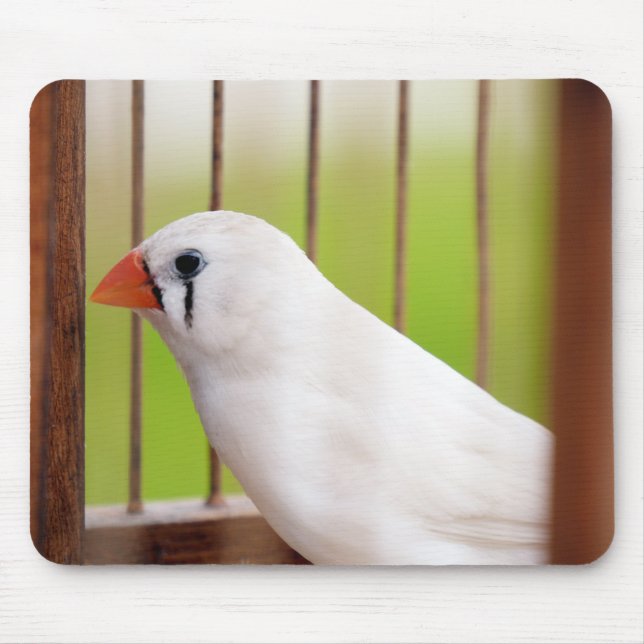 White Zebra Finch Bird in Cage Musmatta (Framsidan)