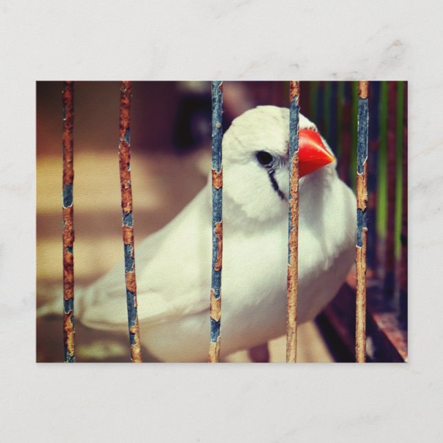 White Zebra Finch Bird in Cage Vykort (Framsida)