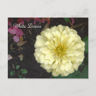 White Zinnia Vykort