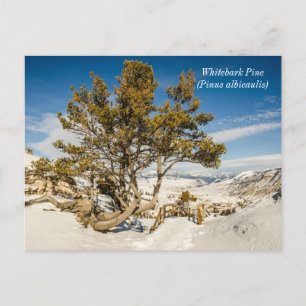 Whitebark gräs (Pinus albicaulis) - Yellowstone Vykort
