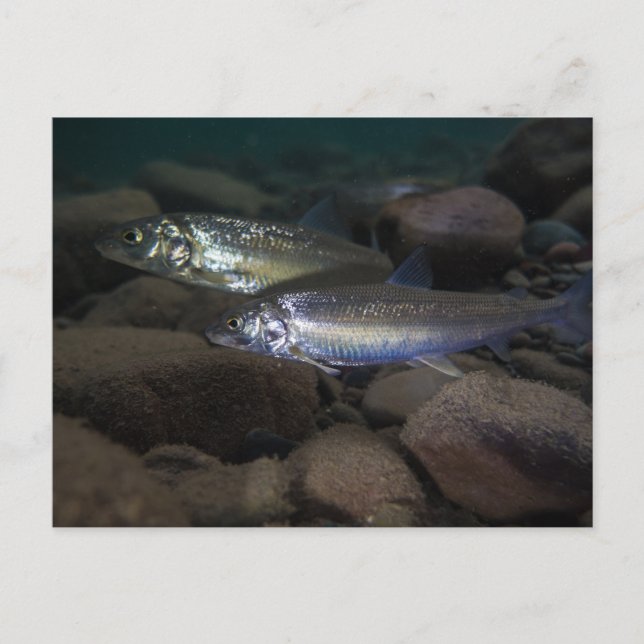 Whitefish Swimming Vykort (Framsida)