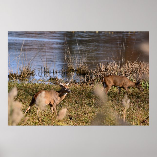 Whitetail Buck and Doe Poster (Framsidan)