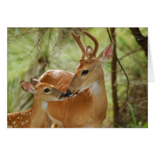Whitetail Buck and Fawn Bonding Hälsningskort
