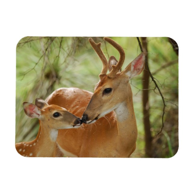 Whitetail Buck and Fawn Bonding Magnet (Horisontell)