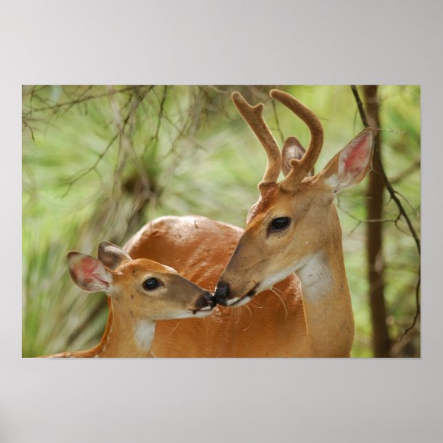 Whitetail Buck and Fawn Bonding Poster (Framsidan)