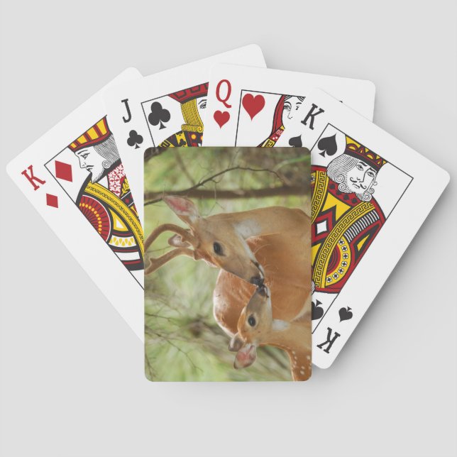 Whitetail Buck and Fawn Bonding Spel Kort (Baksidan)