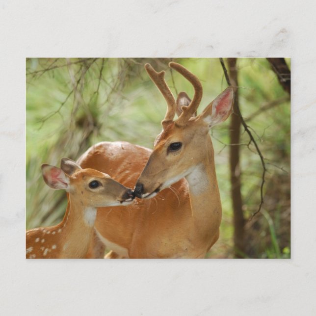 Whitetail Buck and Fawn Bonding Vykort (Framsida)