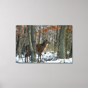 Whitetail Buck Evening Skogen Kanvastryck