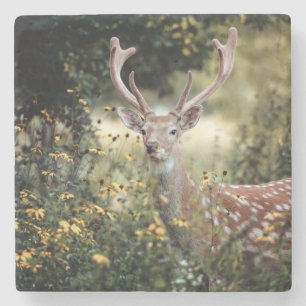 Whitetail Buck fantastisk jakt Stenunderlägg