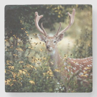 Whitetail Buck fantastisk jakt Stenunderlägg