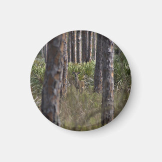 Whitetail Buck fotomagnet Magnet