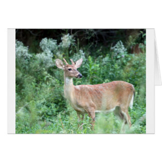 Whitetail Buck Hälsningskort