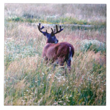 Whitetail Buck i Ceramic Tile sommar Fält