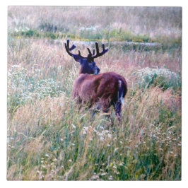 Whitetail Buck i Ceramic Tile sommar Fält Kakelplatta