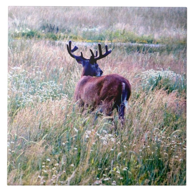 Whitetail Buck i Ceramic Tile sommar Fält Kakelplatta (Framsidan)