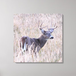 Whitetail Buck i Meadow Canvastryck