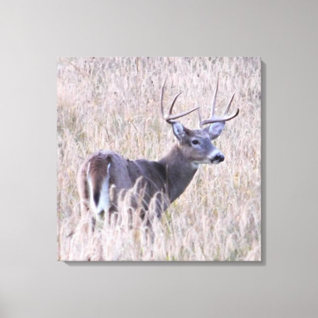 Whitetail Buck i Meadow Canvastryck (Framsida)