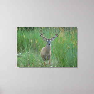 Whitetail Buck i sommar Fält Canvastryck
