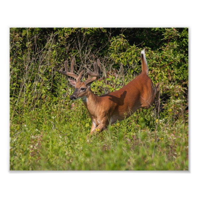 Whitetail Buck i Velvet Fototryck (Framsidan)