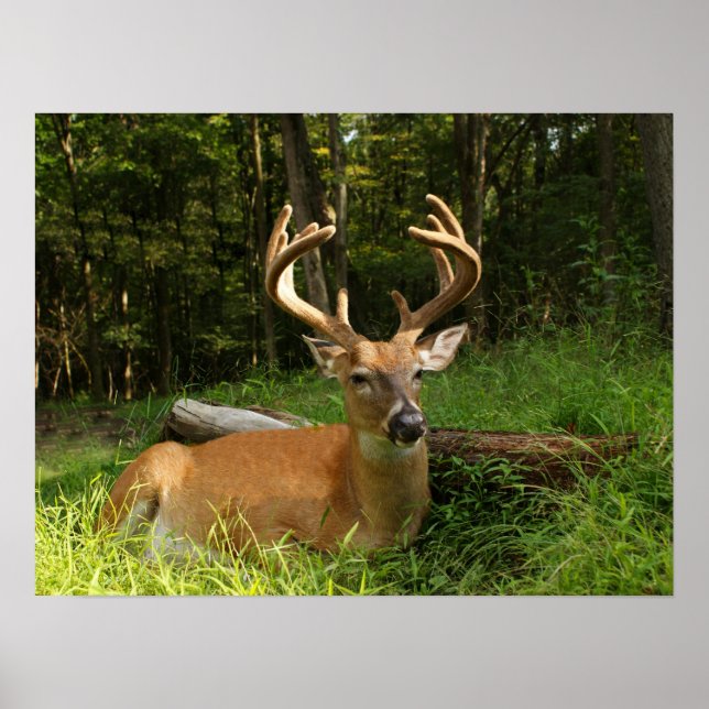 Whitetail Buck in Velvet 10 Point Poster (Framsidan)