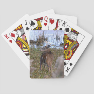 Whitetail Buck-kort Casinokort