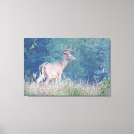 Whitetail Buck Nature Porträtt Canvastryck