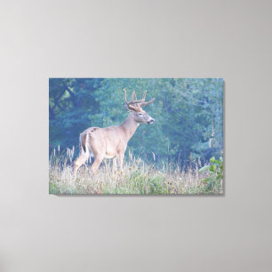 Whitetail Buck Nature Porträtt Canvastryck