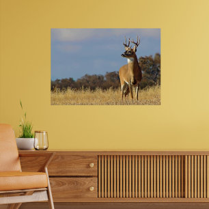 Whitetail Buck-ramutskrift Poster