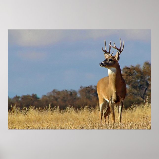 Whitetail Buck-ramutskrift Poster (Framsidan)
