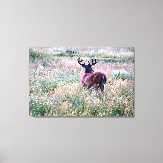 Whitetail Buck (Tillbaka) i sommar Fält Canvastryck (Framsida)