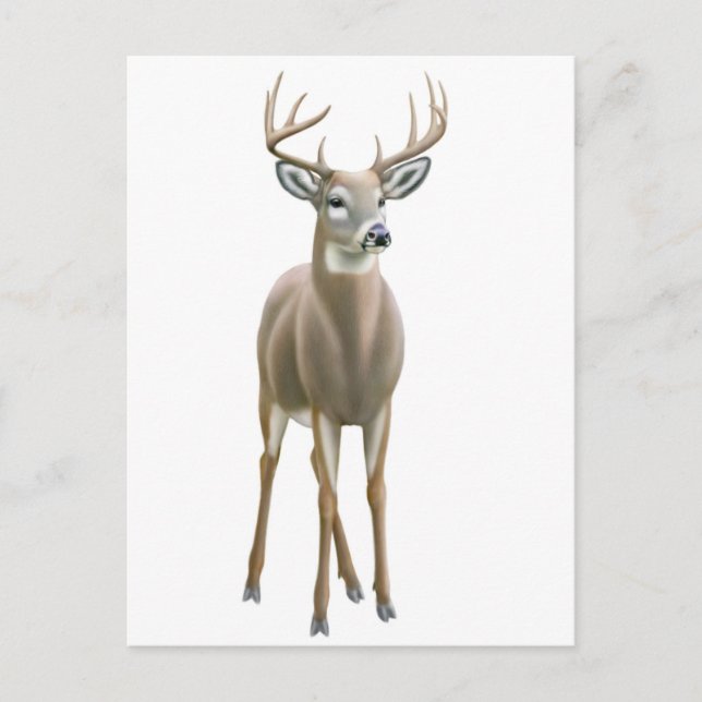 Whitetail Buck-vykort Vykort (Framsida)