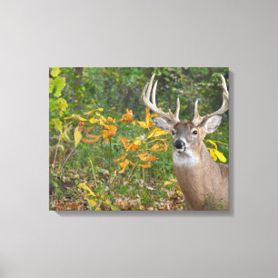 Whitetail Canvastryck