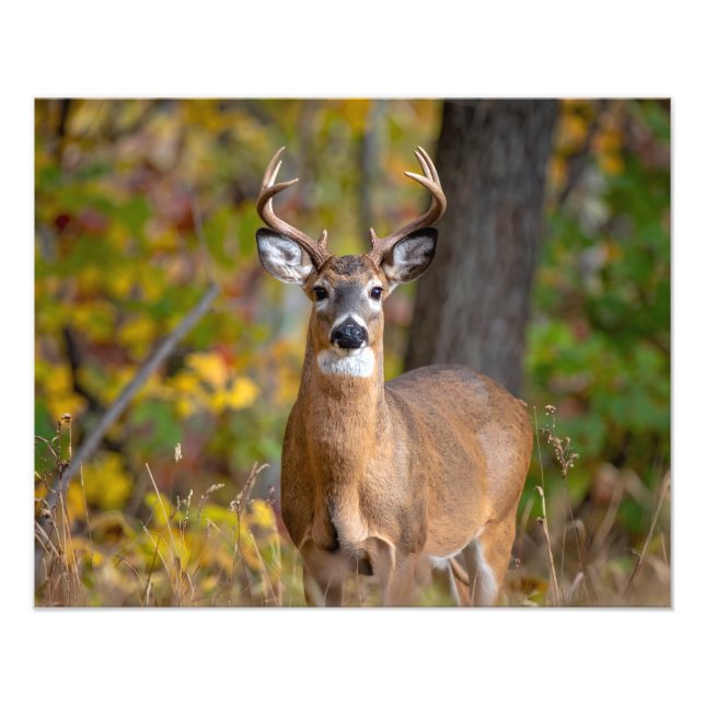 whitetail deer fototryck (Framsidan)