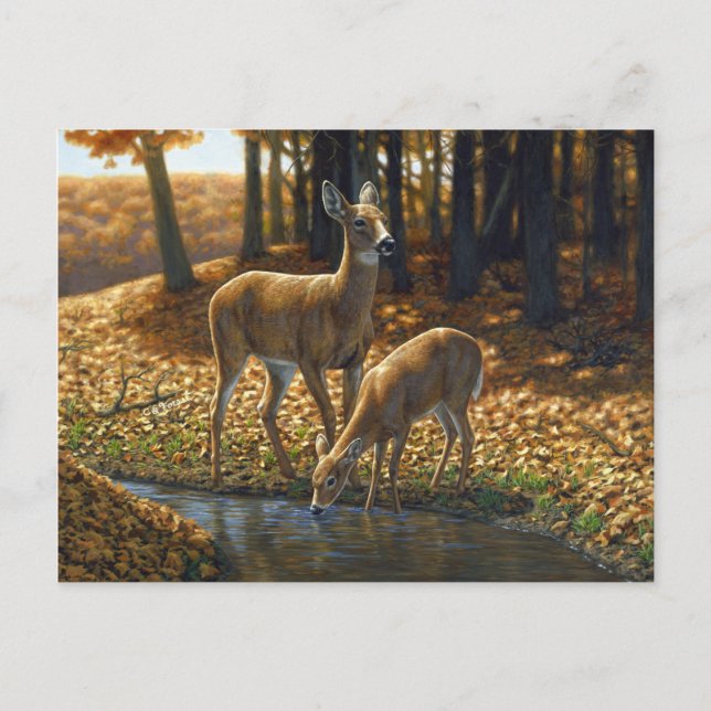 Whitetail Doe and Fawn Drinking från en ström Vykort (Framsida)