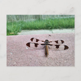 Whitetail Dragonfly Postcard Vykort