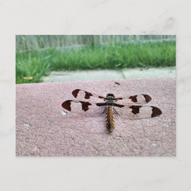 Whitetail Dragonfly Postcard Vykort (Framsida)