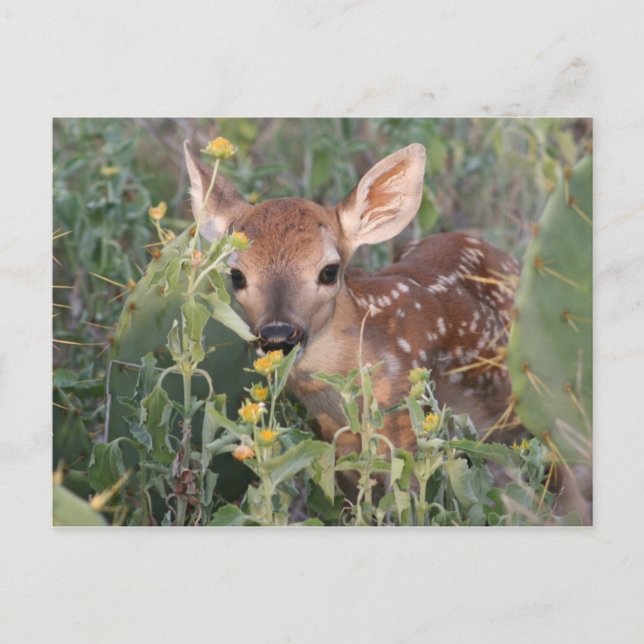 Whitetail Fawn Vykort (Framsida)
