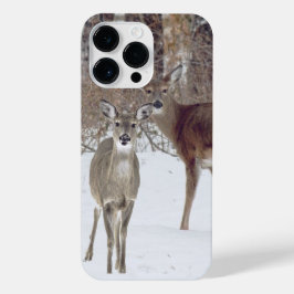 Whitetail Hjort
