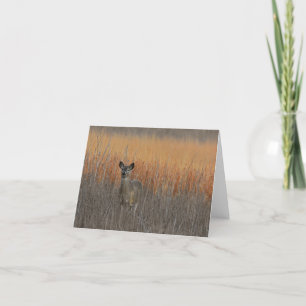 Whitetail hjort blank notecard. tack kort