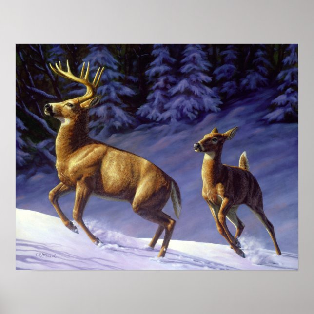 Whitetail Hjort Buck & Doe i Winter Snö Poster (Framsidan)