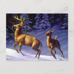 Whitetail Hjort Buck & Doe i Winter Snö Vykort